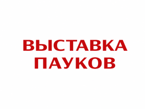 ! ВЫСТАВКА ПАУКОВ